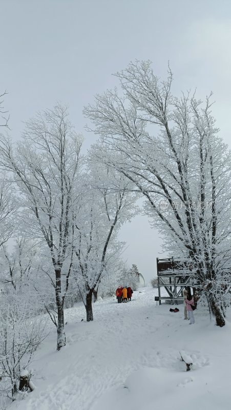 吉林省松花江雪地上的雾凇