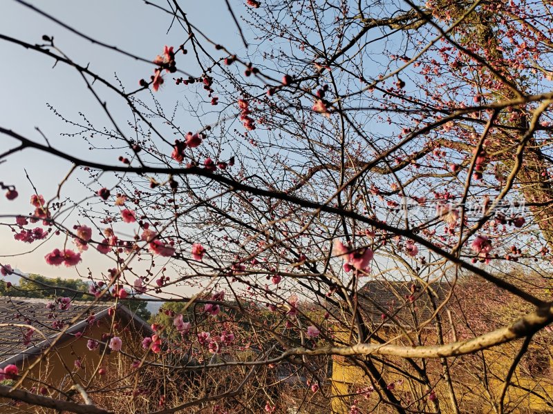 枝头绽放的梅花与背景中的房屋