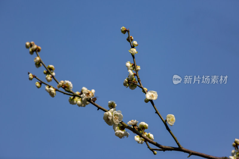 杭州花港观鱼枝头绽放的梅花特写