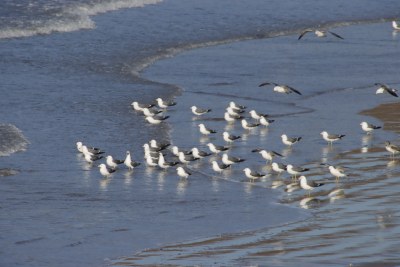 威海金海滩海水浴场龙年春节海浪游客海鸥