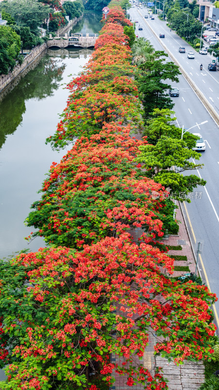 中国佛山市顺德区新桂南路凤凰花