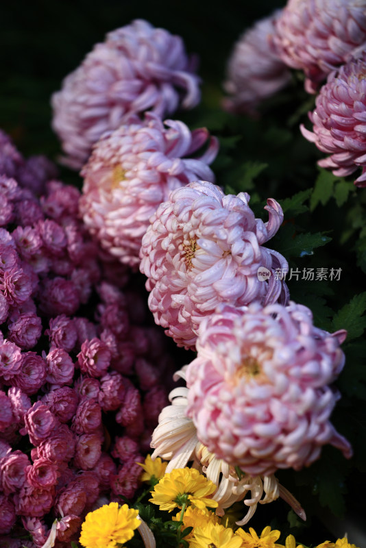 杭州植物园菊花展盛开的粉红色菊花特写