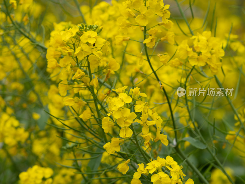 春天金黄色的油菜花