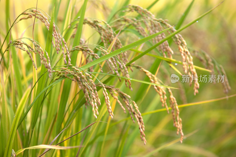 稻田里压弯枝头的水稻稻穗