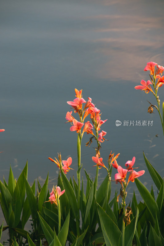 湖边美人蕉开花