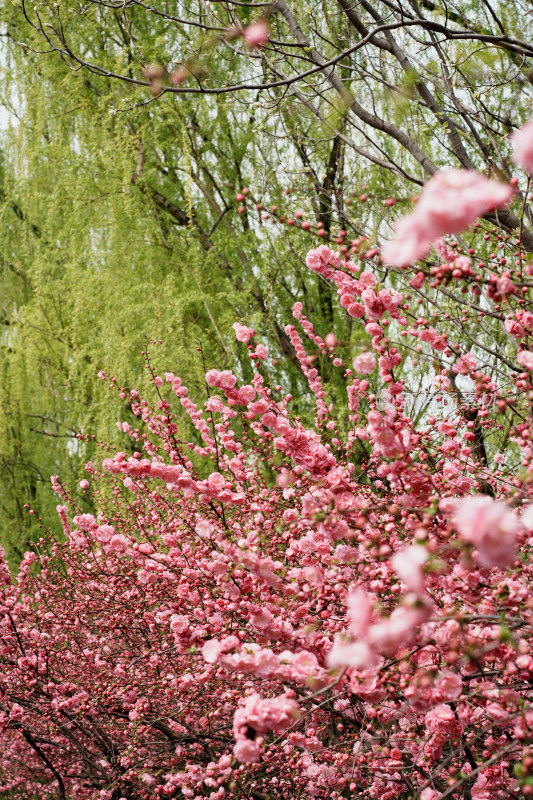 北京四得公园桃花树桃花