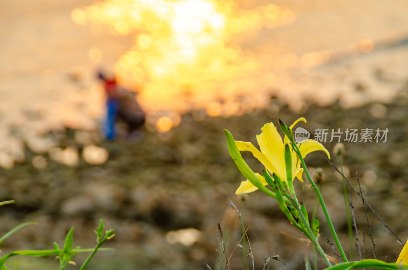 青岛太平角公园海边的夕阳风景