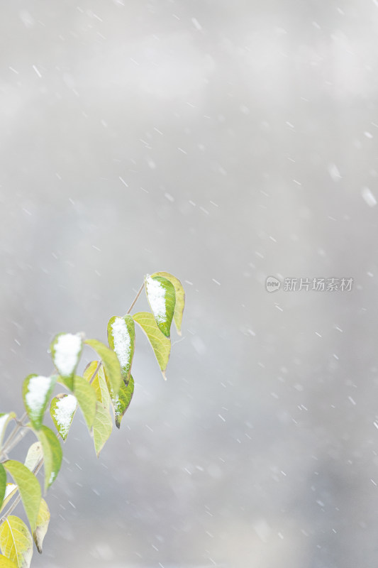 冬天雪中绿植与飘散的雪花