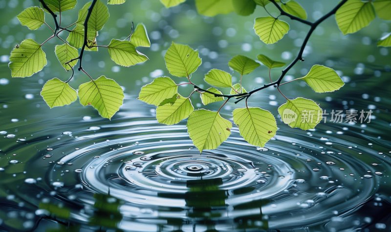 小雨绿叶水面雨滴涟漪水波纹下雨背景