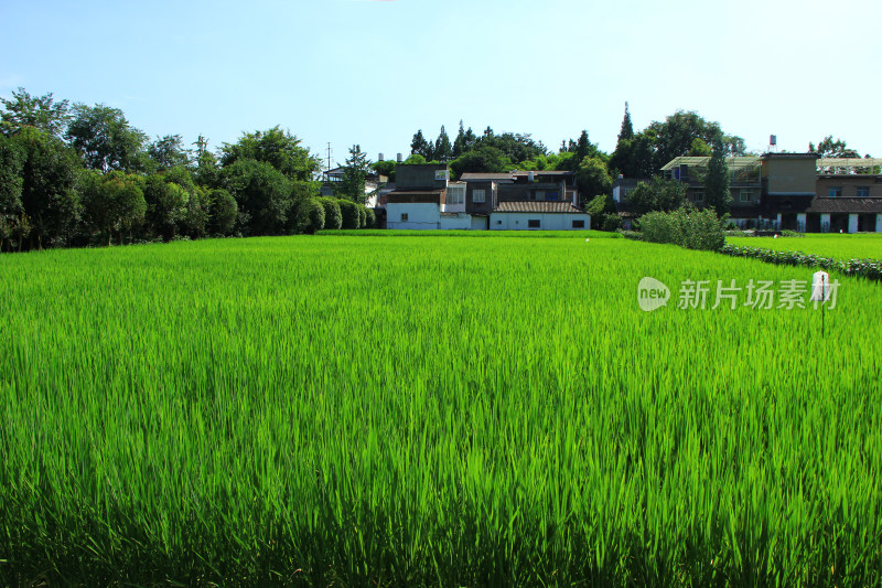 现代农业稻田，绿色生态田地