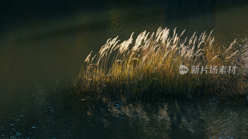 金色阳光下水中芦苇草