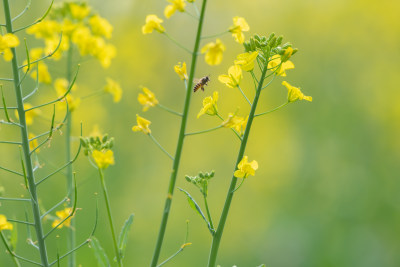 春天油菜花和蜜蜂