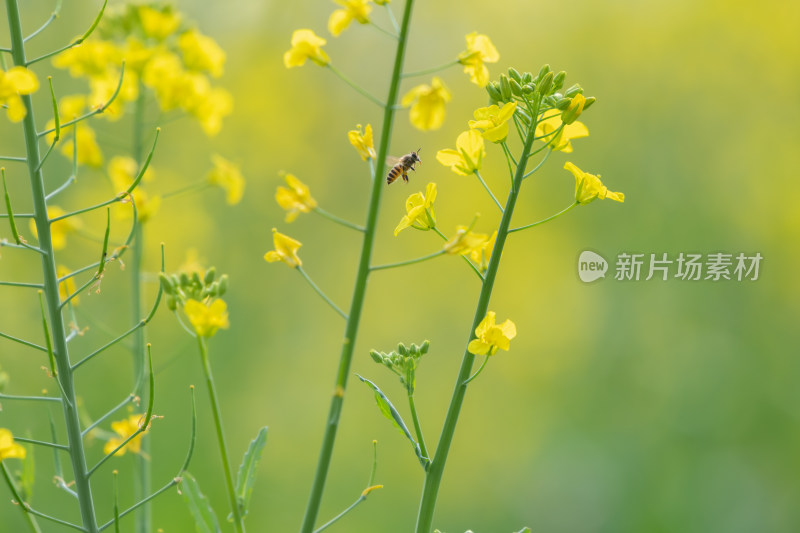 春天油菜花和蜜蜂