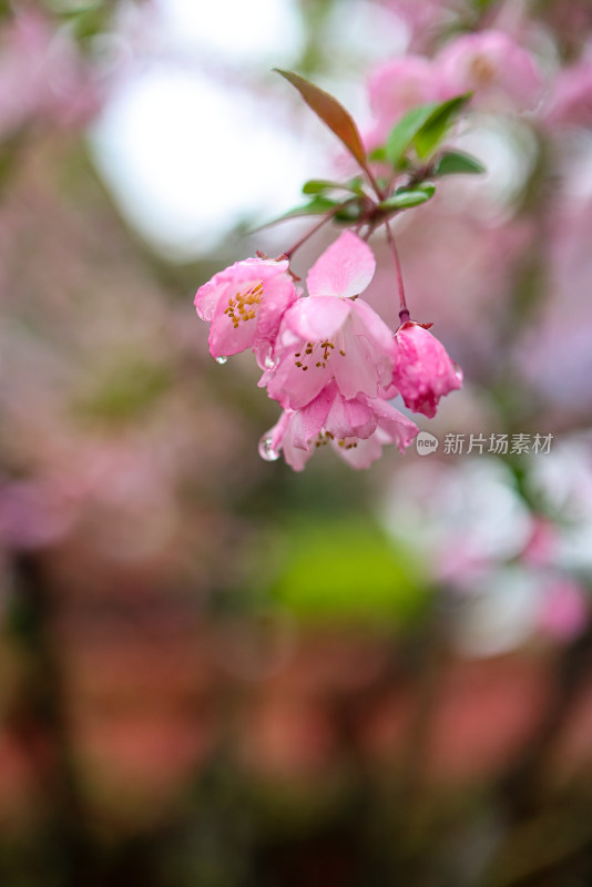 海棠花 垂丝海棠 春天