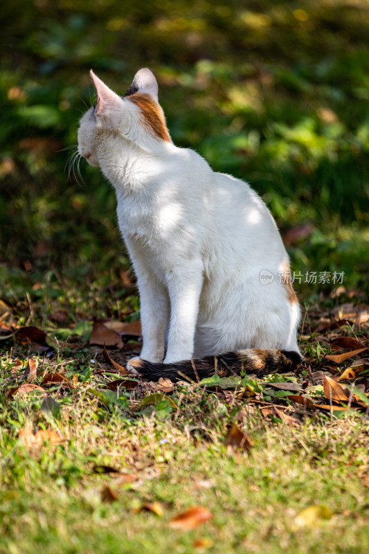 草地上坐着的三色猫