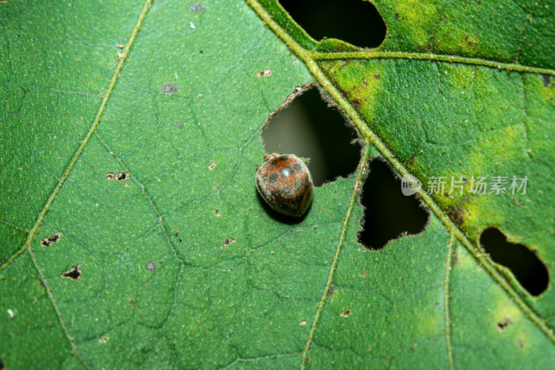 叶上昆虫瓢虫特写镜头