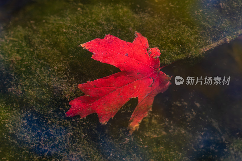 秋天的红叶落到水底