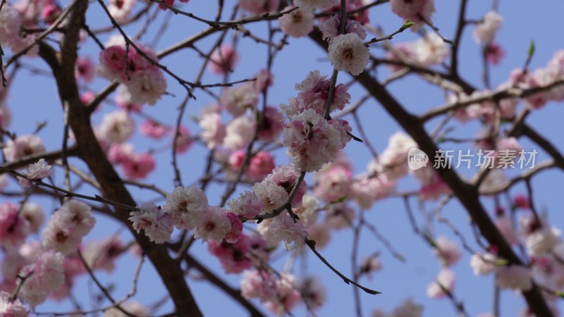 北京植物园桃花梅花樱花粉色花朵