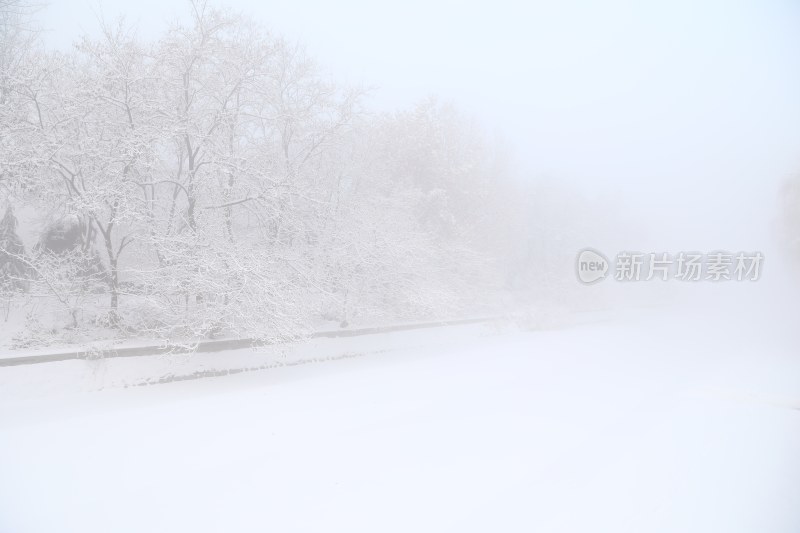 雪地里的树雪景