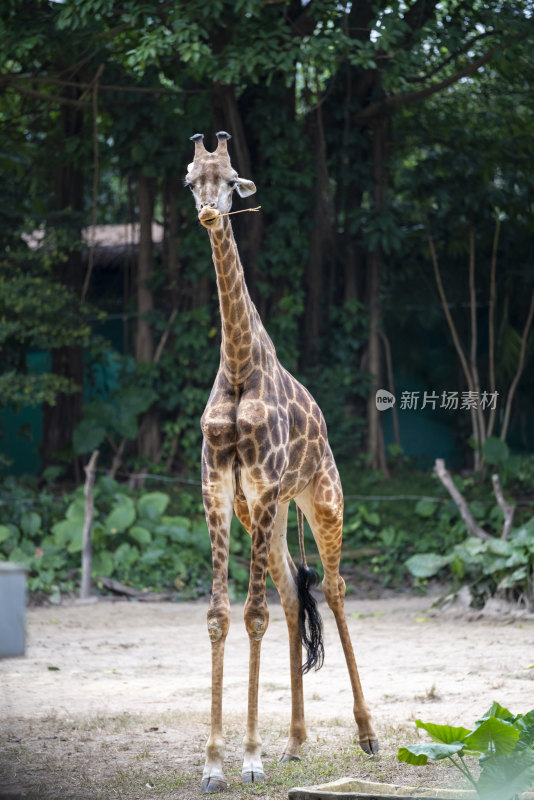 广东长隆野生动物园里的长颈鹿