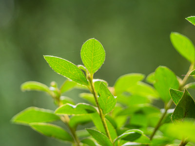 植物在野外生长的特写镜头