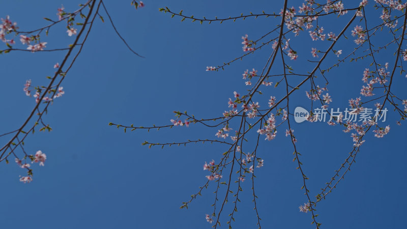 春天樱花特写