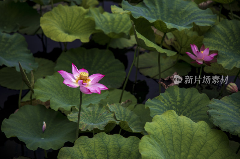 夏季公园荷塘荷叶丛中荷花特写