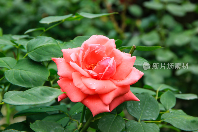 雨后新清的玫瑰花