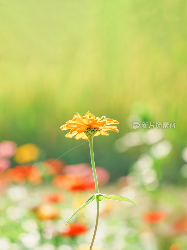 阳光下黄色百日菊特写