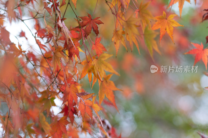 色彩斑斓的枫叶枝叶特写