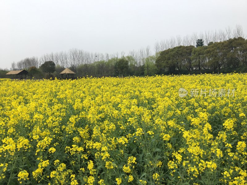 黄色油菜花田