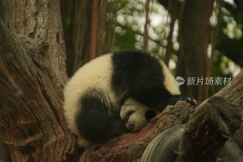 大熊猫幼崽在挂树上睡觉的可爱模样