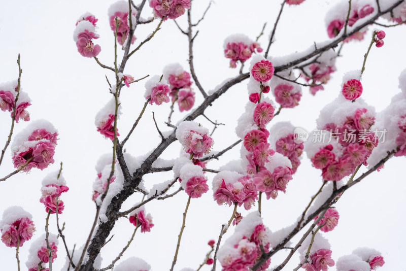 春天公园里雪中盛开的梅花