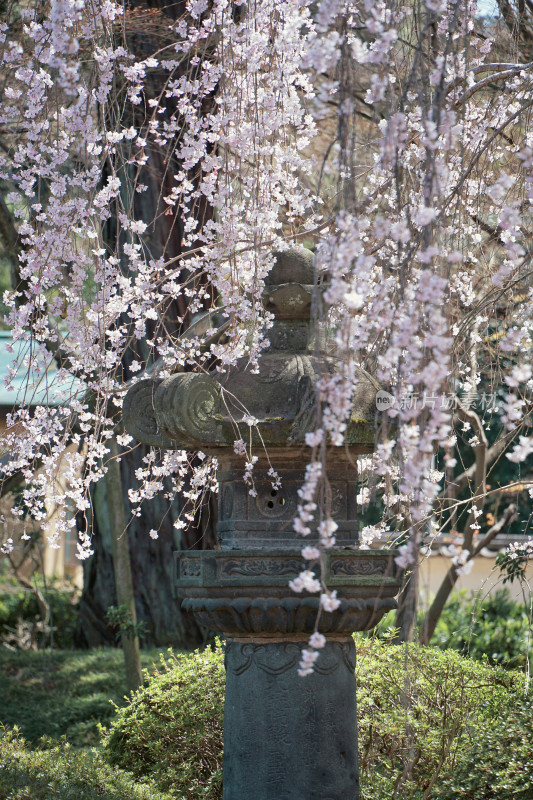 日本，川越喜多院，日式建筑与垂枝樱