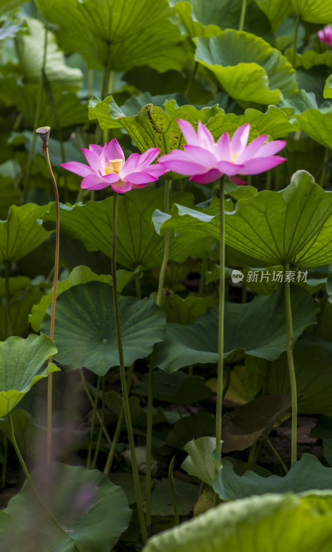 夏季公园荷塘荷叶丛中荷花特写