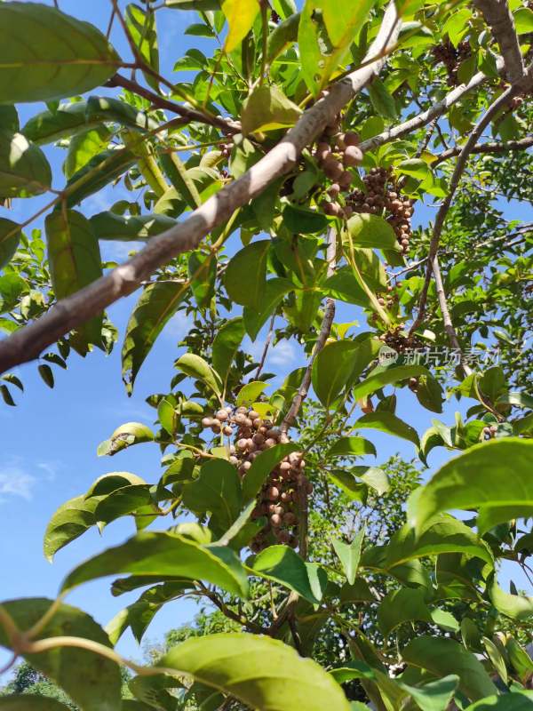 茂密生长的秋枫果树