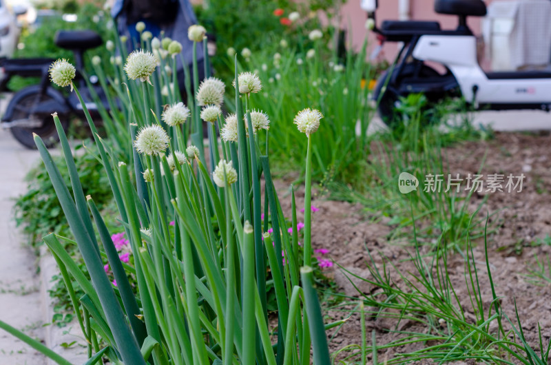 小区草坪的一片香葱菜园子