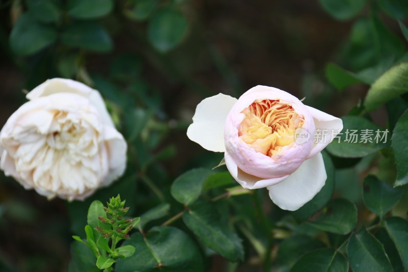 粉红色月季花 朱丽叶月季 