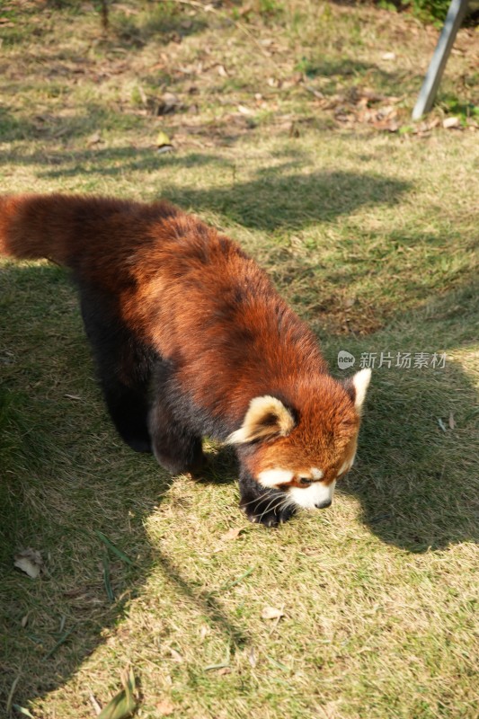 草地上的小熊猫