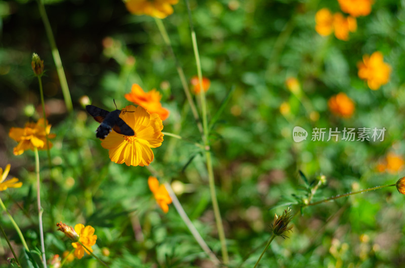 小黄花上的一只小飞蛾