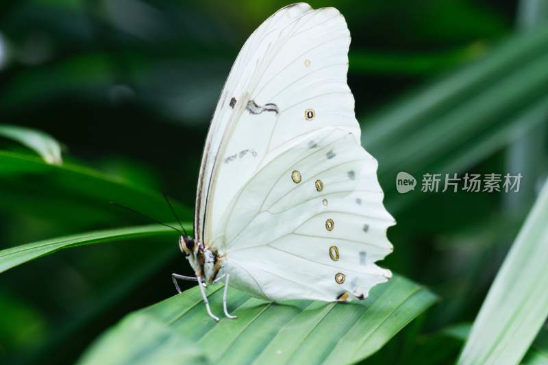 美丽蝴蝶昆虫