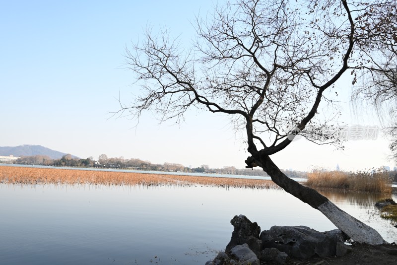 湖边枯树与远山景色