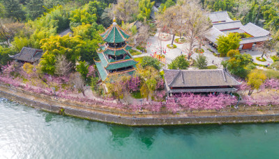 四川成都望江楼古建筑春天樱花园林风景