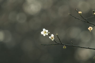 冬天小寒节气梅花盛开