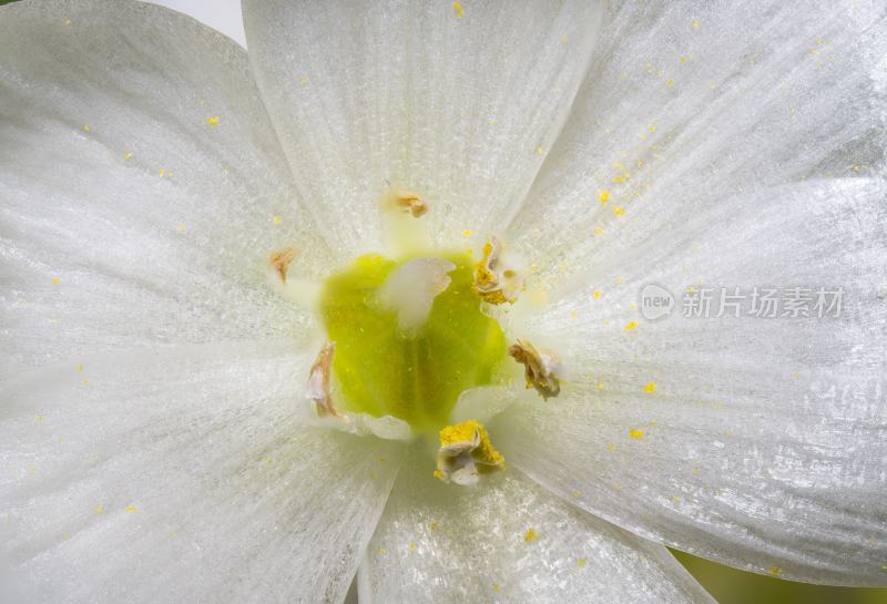 花蕊高倍率微距特写