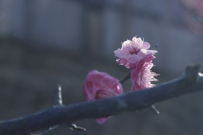 梅花 腊梅 红梅花