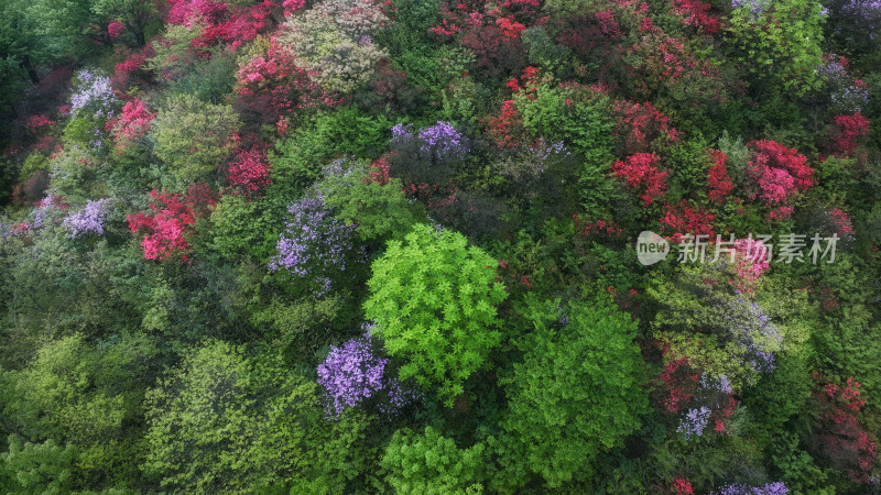 杭州余杭鸬鸟山顶杜鹃花春天映山红航拍