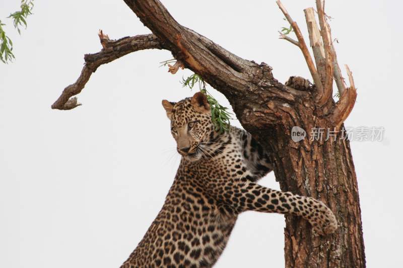 野生动物豹子猎豹猎食动物