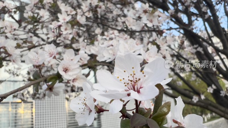 春天在枝头盛开的花