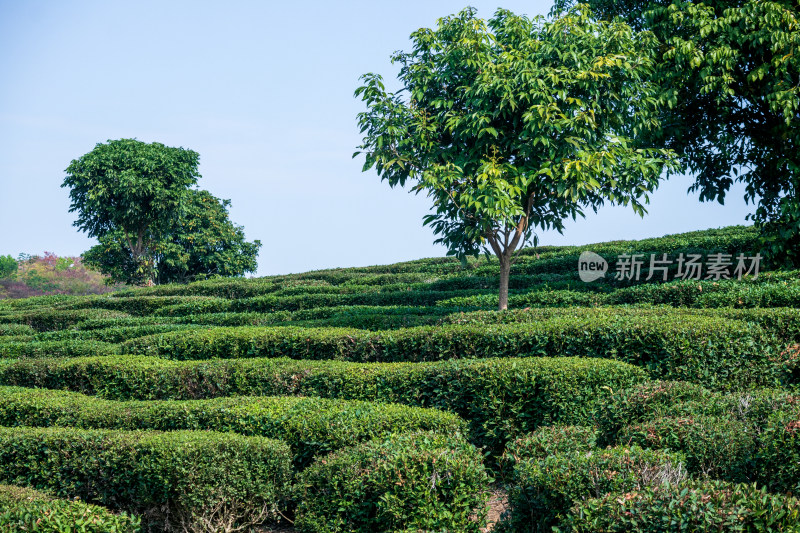 惠州柏塘绿茶茶园清晨时分茶树上的新鲜嫩芽